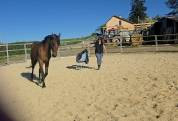 Cheval de balade et de dressage