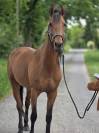 Cheval de balade et de dressage