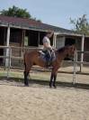 Cheval de balade et de dressage