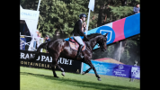Poulini&egrave;re Souche exceptionnelle suit&eacute;e et saillie 