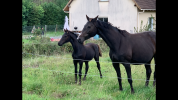 Poulini&egrave;re Souche exceptionnelle suit&eacute;e et saillie 