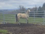 Poney Welsh pb - Hongre - 3 ans 