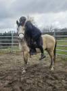Poney Welsh pb - Hongre - 3 ans 