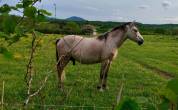 Poney Welsh pb - Hongre - 3 ans 