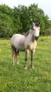 Poney Welsh pb - Hongre - 3 ans 