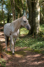 Hongre Appaloosa 2022 PP ApHCF 