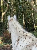 Hongre Appaloosa 2022 PP ApHCF 