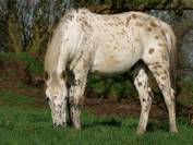 Hongre Appaloosa 2022 PP ApHCF 