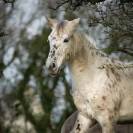 Hongre Appaloosa 2022 PP ApHCF 