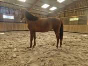Jument de sport 2 ans