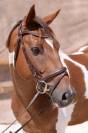 Magnifique cheval OC hongre pie de 12 ans pour loisir