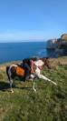 Magnifique cheval OC hongre pie de 12 ans pour loisir
