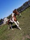 Magnifique cheval OC hongre pie de 12 ans pour loisir