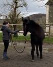 Vend mulet poitevin 