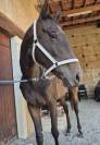 Hongre 5 ans &agrave; vendre d&eacute;part rapide 