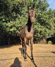 Hongre 5 ans &agrave; vendre d&eacute;part rapide 