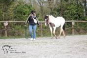 Poulain paint horse grullo tobiano super gentil et faci
