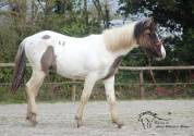 Poulain paint horse grullo tobiano super gentil et faci