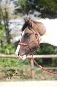 Poulain paint horse grullo tobiano super gentil et faci