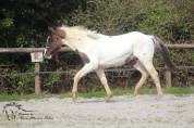 Poulain paint horse grullo tobiano super gentil et faci