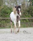 Poulain paint horse grullo tobiano super gentil et faci
