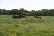 Situ&eacute;e dans le Maine-et-Loire (49), &agrave; proximit&eacute; de Saumur, ce