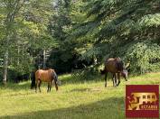Equestrian Bed and Breakfast  Sa&ocirc;ne-et-Loire