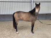 Cavalla sBs Cavallo da Sport Belgio In vendita 2023 Isabella