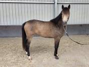Cavalla sBs Cavallo da Sport Belgio In vendita 2023 Isabella