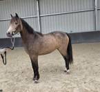 Cavalla sBs Cavallo da Sport Belgio In vendita 2023 Isabella