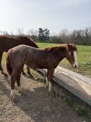 QUARTER HORSE 
