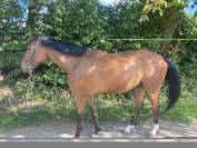 hongre selle fran&ccedil;ais 7 ans ogrion des champs cso