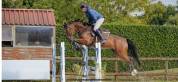 hongre selle fran&ccedil;ais 7 ans ogrion des champs cso