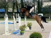 hongre selle fran&ccedil;ais 7 ans ogrion des champs cso
