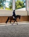 Jument -Luso Warmblood - 4 ans - Dressage - France