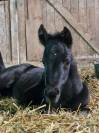Pouliche black quarter horse pp