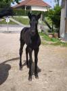 Pouliche black quarter horse pp