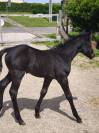 Pouliche black quarter horse pp