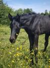 Pouliche black quarter horse pp