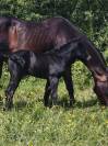 Pouliche black quarter horse pp
