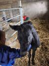 Pouliche black quarter horse pp