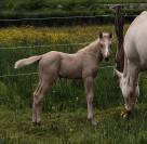 Pouliche palomino quarter horse pp 