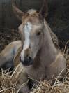 Pouliche palomino quarter horse pp 