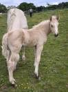 Pouliche palomino quarter horse pp 