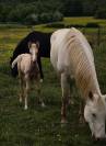 Pouliche palomino quarter horse pp 