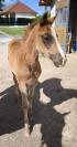 Poulain quarter horse pp 