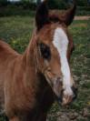 Poulain quarter horse pp 