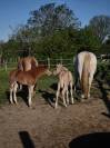 Poulain quarter horse pp 