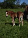 Poulain quarter horse pp 