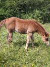 Poulain quarter horse pp 